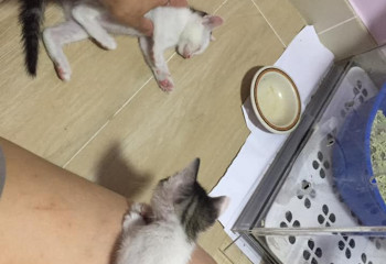 貓新手注意事項